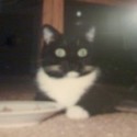 Cuvee, Our Cat’s Passing