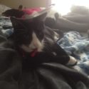 A Cat’s Adventure or Four? Now you see them now you don’t!